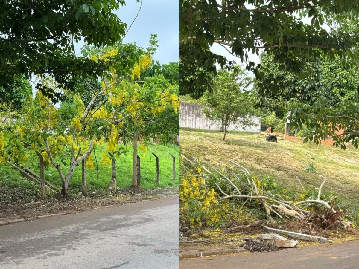 Fotojornalista denuncia derrubada de acácia-amarela cultivada por quase 7 anos no Acre