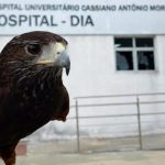 Gavião é usado para afastar pombos em hospital de Vitória; ave também 'trabalha' no aeroporto