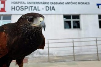 Gavião é usado para afastar pombos em hospital de Vitória; ave também 'trabalha' no aeroporto