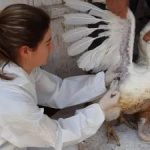 Governo confirma novo foco de vírus em aves
