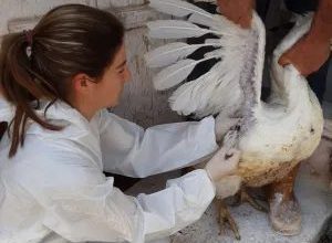 Governo confirma novo foco de vírus em aves