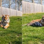 Homem morre após entrar em jaula de tigre em zoológico no Reino Unido