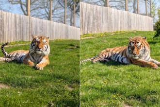 Homem morre após entrar em jaula de tigre em zoológico no Reino Unido