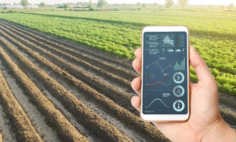 Inteligência Artificial na palma do pequeno produtor
