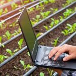 Inteligência artificial no agro: ferramenta gratuita orienta produtores pelo WhatsApp