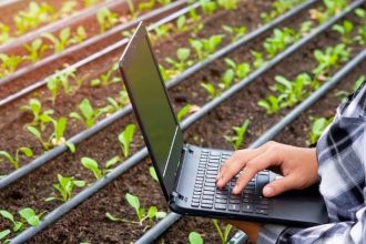 Inteligência artificial no agro: ferramenta gratuita orienta produtores pelo WhatsApp