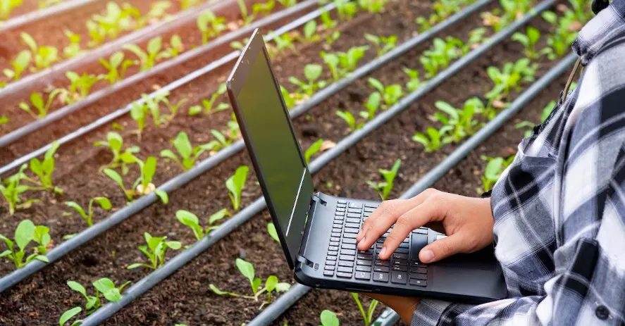 Inteligência artificial no agro: ferramenta gratuita orienta produtores pelo WhatsApp