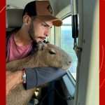 Justiça determina que capivara Filó seja devolvida ao Ibama e nega guarda definitiva a influenciador