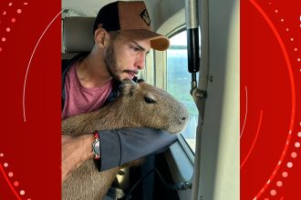 Justiça determina que capivara Filó seja devolvida ao Ibama e nega guarda definitiva a influenciador