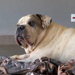 Ladrões furtam chácara em Brodowski, SP, e colocam fogo em cômodo com cachorra dentro