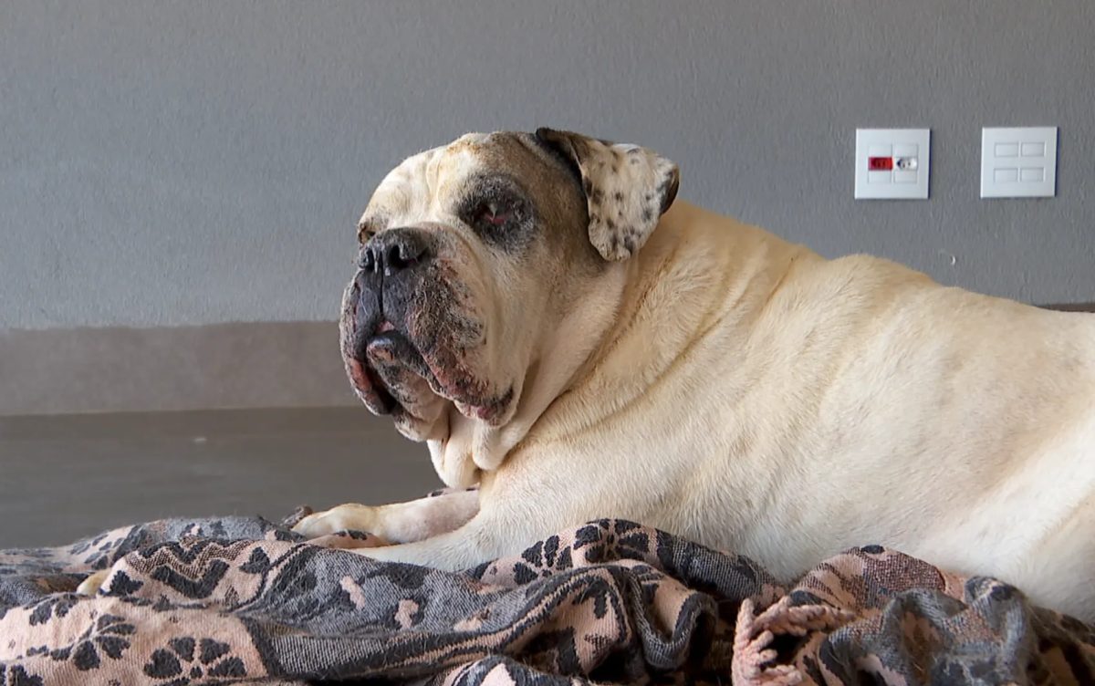 Ladrões furtam chácara em Brodowski, SP, e colocam fogo em cômodo com cachorra dentro