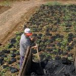 Lodo de tratamento de água vira fertilizante de liberação lenta