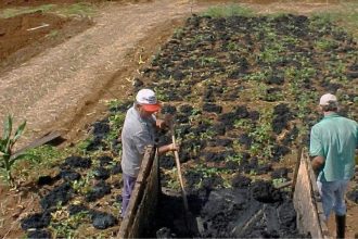 Lodo de tratamento de água vira fertilizante de liberação lenta