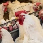 Mais de 20 países restringem importações de frango do Brasil