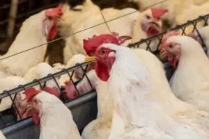 Mais de 20 países restringem importações de frango do Brasil