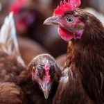 Malásia barra entrada de carnes de aves do Brasil por Newcastle em SC