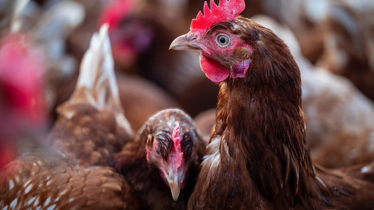 Malásia barra entrada de carnes de aves do Brasil por Newcastle em SC