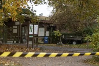 Menina de 8 anos é atacada por lobo em zoológico na Alemanha