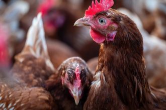 México suspende importação de aves do Brasil por Newcastle em SC