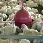 México suspende importação de frango brasileiro