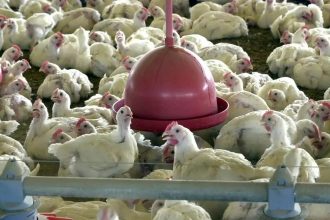 México suspende importação de frango brasileiro