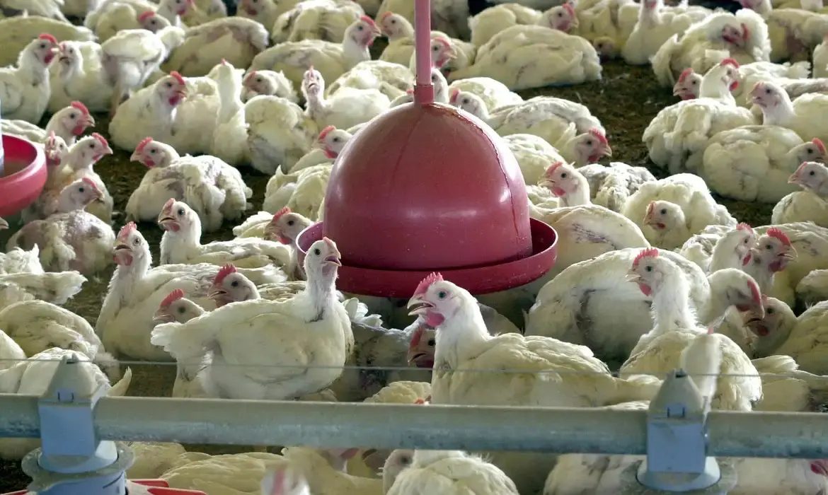 México suspende importação de frango brasileiro