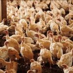 Ministério da Agricultura confirma foco da doença de Newcastle em granja de perus em SC