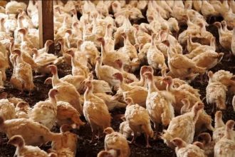 Ministério da Agricultura confirma foco da doença de Newcastle em granja de perus em SC