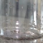 Mosquitos Aedes aegypti contaminados com bactéria que combate vírus da dengue são soltos no Paraná; entenda