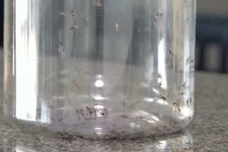 Mosquitos Aedes aegypti contaminados com bactéria que combate vírus da dengue são soltos no Paraná; entenda