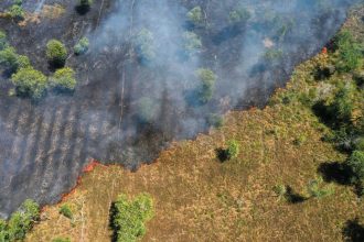 ‘Mudanças climáticas’ ou ‘mudança climática’? Por que a diferença entre singular e plural faz diferença