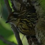 Ninho de ave arisca da Mata Atlântica é registrado pela primeira vez em MG