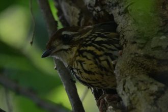 Ninho de ave arisca da Mata Atlântica é registrado pela primeira vez em MG