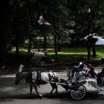 Nova York quer proibir passeios de carruagem no Central Park após morte de adolescente