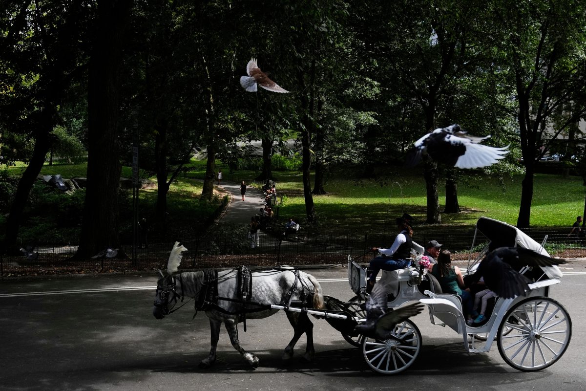 Nova York quer proibir passeios de carruagem no Central Park após morte de adolescente