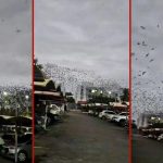 Nuvem de andorinhas em condomínio de Cuiabá: biólogo explica a rota das aves e como elas ajudam a combater mosquitos