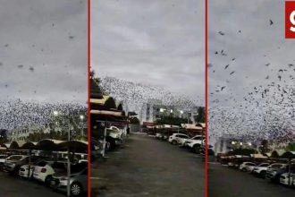 Nuvem de andorinhas em condomínio de Cuiabá: biólogo explica a rota das aves e como elas ajudam a combater mosquitos