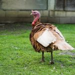 O que é a doença de Newcastle, que teve foco identificado em Santa Catarina