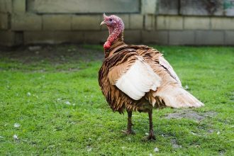 O que é a doença de Newcastle, que teve foco identificado em Santa Catarina