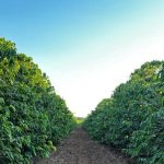 O que faz um café ter aroma e doçura marcantes? Produtores do interior de SP explicam
