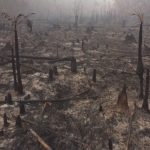 Onda de queimadas no Amazonas sufoca cidades, mobiliza força-tarefa e gera suspeita de ação criminosa