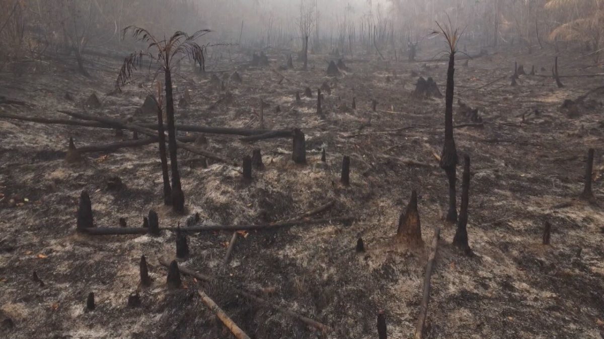 Onda de queimadas no Amazonas sufoca cidades, mobiliza força-tarefa e gera suspeita de ação criminosa