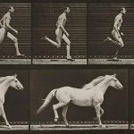 Os animais que você pode vencer em uma corrida — e os que são invencíveis