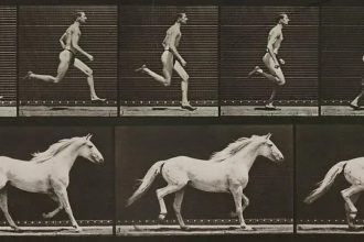 Os animais que você pode vencer em uma corrida — e os que são invencíveis