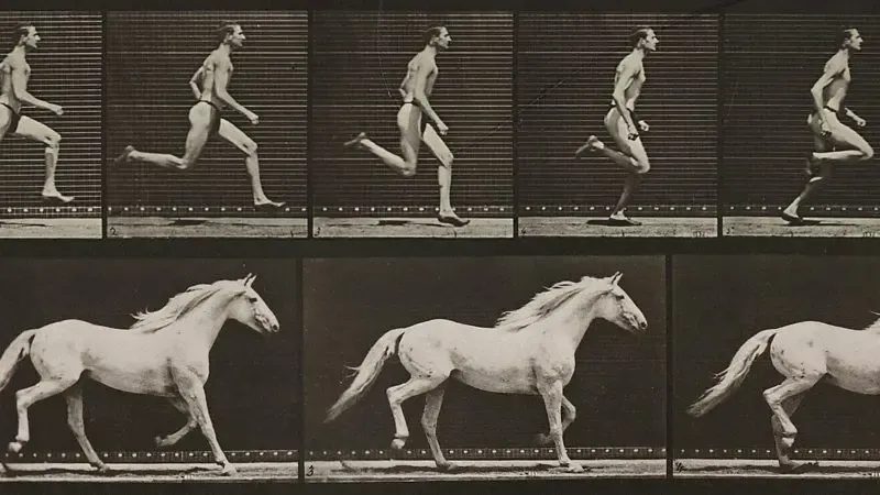 Os animais que você pode vencer em uma corrida — e os que são invencíveis