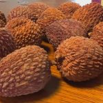 Produtores de lichia ampliam mercado e apostam em novos produtos para reduzir perdas