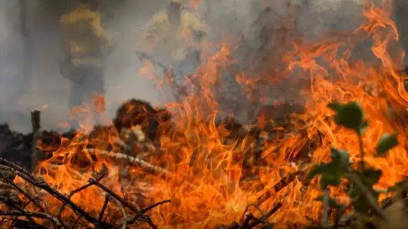 Quatro cidades do Amazonas estão entre as 20 com mais queimadas do país em outubro