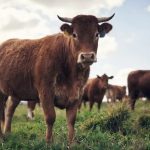 Raça Sindi ganha destaque no cruzamento industrial