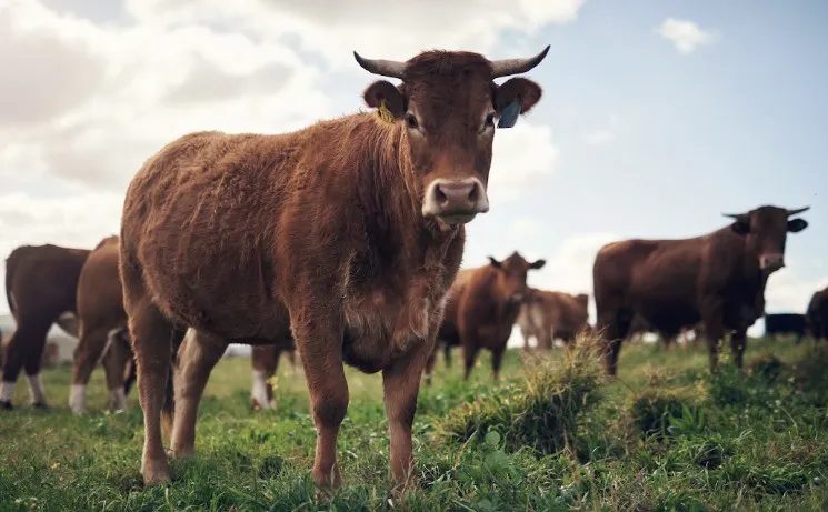 Raça Sindi ganha destaque no cruzamento industrial