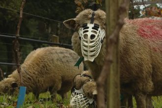 Saiba por que ovelhas estão usando máscaras em pomar de pêssegos no RS